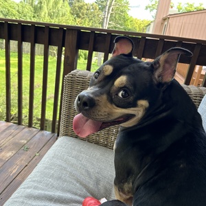 Danielle LaVaque-Manty